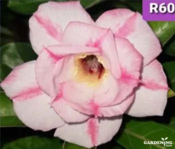 Grafted Adenium Obesum R60