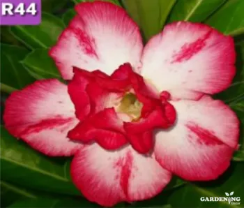 Grafted Adenium Obesum R44