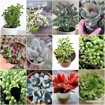 Mini Succulent combo of 12 Plants (Jade Plant, Jade Plant Elephant Bush, Kalanchoe Blossfeldiana, Echeveria Devotion, Moon Stone, English Ivy, String Of Pearls, String Of Tears, Topsy Turvy, Red campfire, Laxmi Kamal)