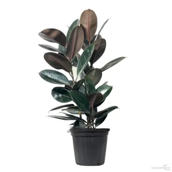 Rubber Plant