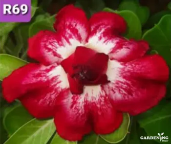 Grafted Adenium Obesum R69