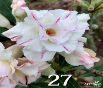 Grafted Adenium Obesum R27