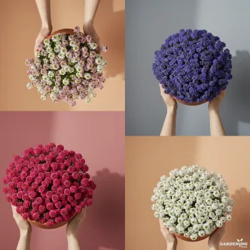 Premium Winter Flower Seeds Combo (Alyssum Clear Crystals Mix, Alyssum Clear Crystals White, Alyssum Easter Bonnet Deep Pink, Alyssum Wonderland Blue)