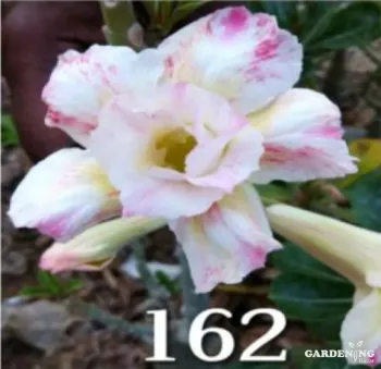 Grafted Adenium Obesum R162