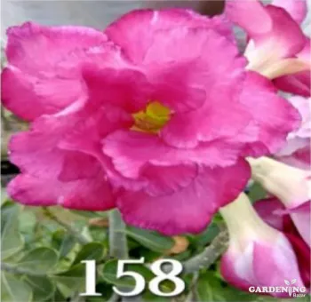 Grafted Adenium Obesum R158