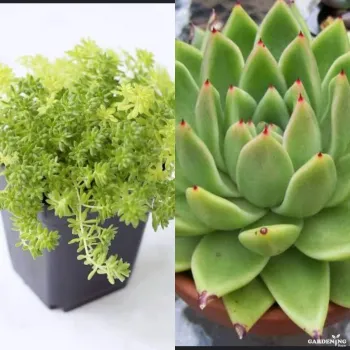 Mini succulent combo of 2 plants (golden moss and molded wax)