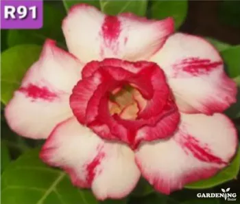 Grafted Adenium Obesum R91