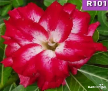 Grafted Adenium Obesum R101