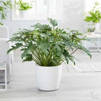 Philodendron Xanadu