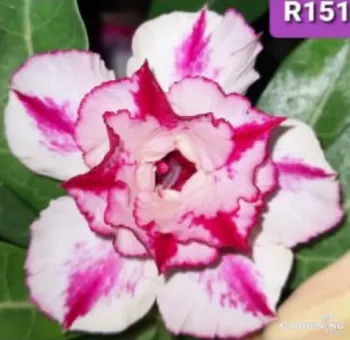 Grafted Adenium Obesum R151