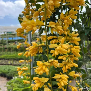 Golden Cascade Creeper