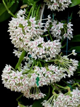 Hoya Australis White