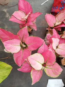 Aglaonema Diamond Red