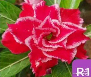 Grafted Adenium Obesum R1