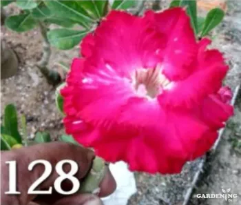 Grafted Adenium Obesum R128