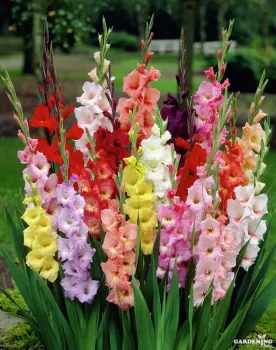 Gladiolus Mix 12 Bulbs
