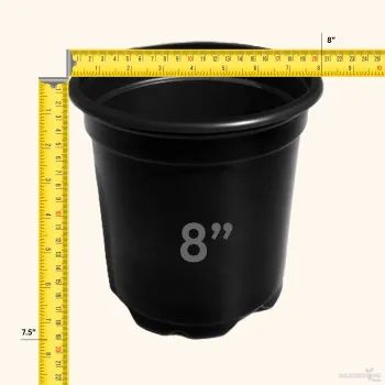 Black Thermoform Pot 8 inch (Set of 50)