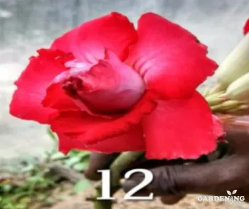 Grafted Adenium Obesum R12