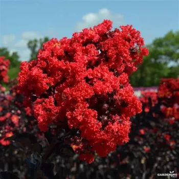 Lagerstroemia Black Diamond Red