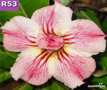 Grafted Adenium Obesum R53