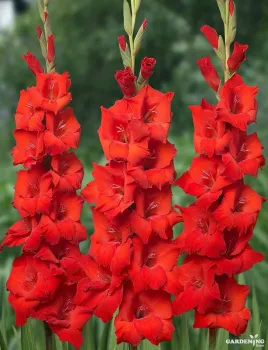 Gladiolus Red 10 Bulb