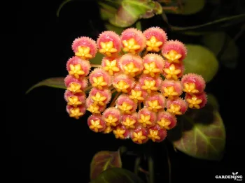 Hoya obscura