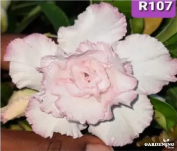 Grafted Adenium Obesum R107