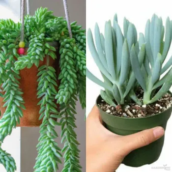 Mini  succulent combo of 2 plants(Donkey tail and Blue senecio)