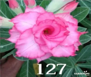 Grafted Adenium Obesum R127