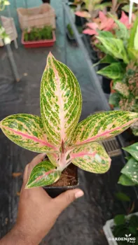 Aglaonema Widuri