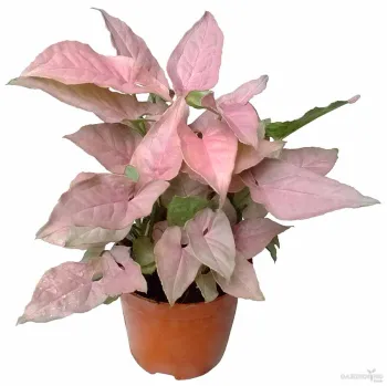 Syngonium Pink