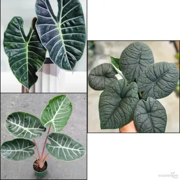 Premium Indoor Plants Combo (Pink Dragon, Melo, Grandis)