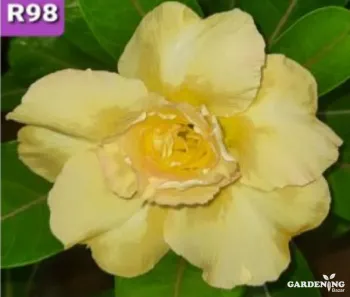 Grafted Adenium Obesum R98