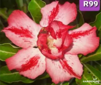 Grafted Adenium Obesum R99