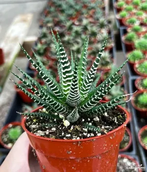 Zebra Haworthia with 3" Pot