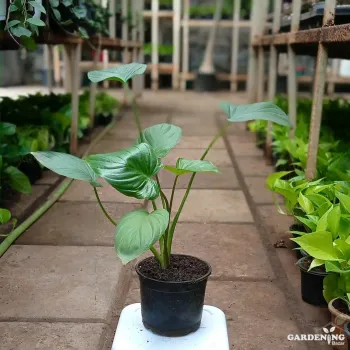 Homalomena Emerald Gem