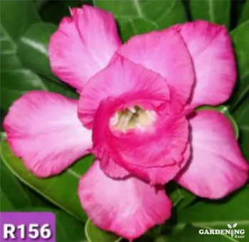 Grafted Adenium Obesum R156