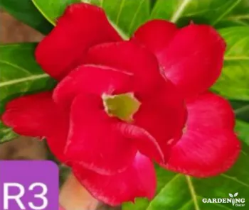 Grafted Adenium Obesum R3