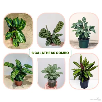 Calatheas Combo Of 6