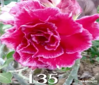 Grafted Adenium Obesum R135