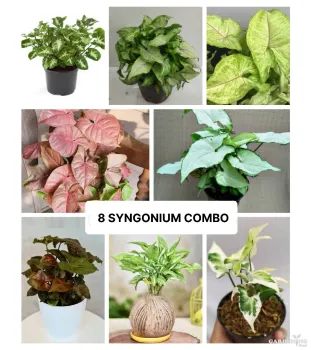 Syngonium Combo of 8