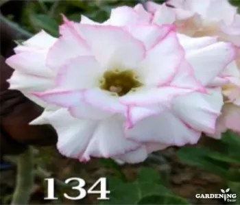 Grafted Adenium Obesum R134