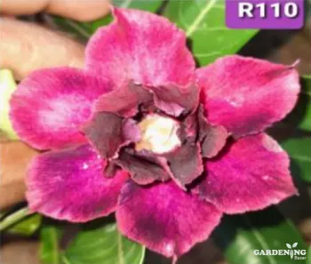 Grafted Adenium Obesum R110