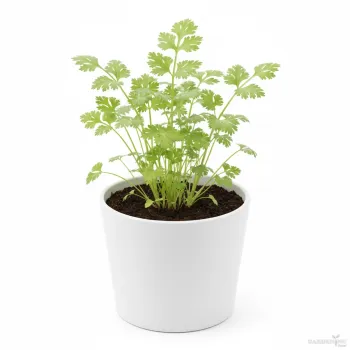 Coriander Seeds (Dhaniya) Qty (150-200)