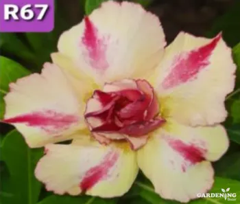 Grafted Adenium Obesum R67