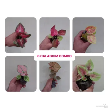 Caladium Combo of 6