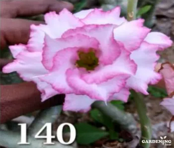 Grafted Adenium Obesum R140