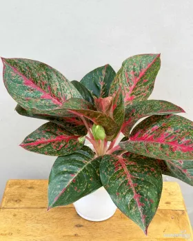 Aglaonema Red Stardust