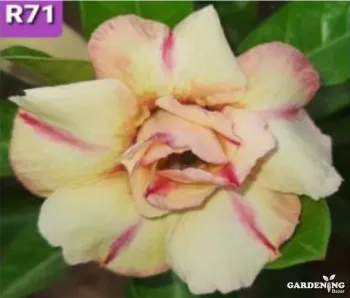 Grafted Adenium Obesum R71