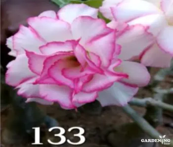 Grafted Adenium Obesum R133